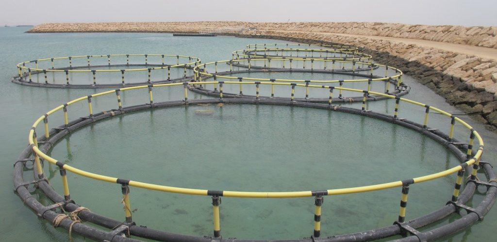 پرورش ماهی در قفس در ساحل
